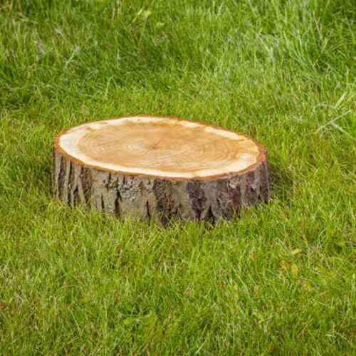 How to Rot a Stump for Easy Removal